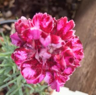 Dianthus 'Gingham Gown' 